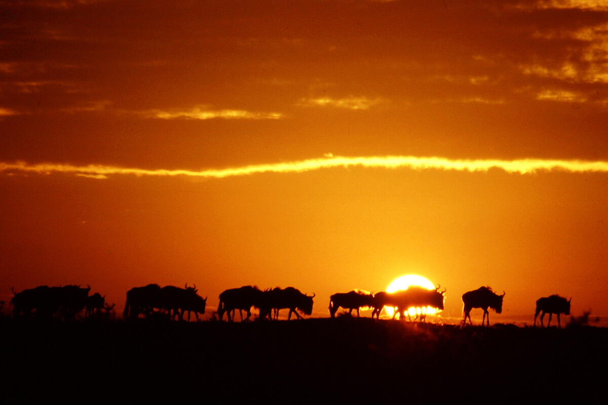 Kenya Punda Milia